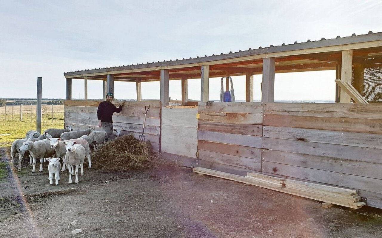 Die erst vor kurzem geschorenen Texel-Schafe neben dem Stall. Der Verkauf der Lämmer ergibt ein Zusatzeinkommen.