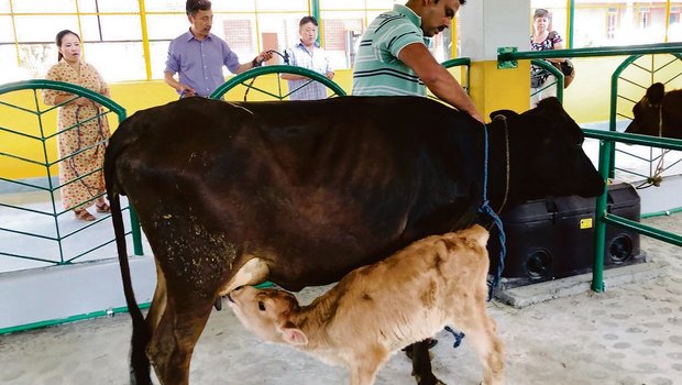 In Indien kostet eine Kuh mit Kalb zwischen 500 und 600 Franken.
