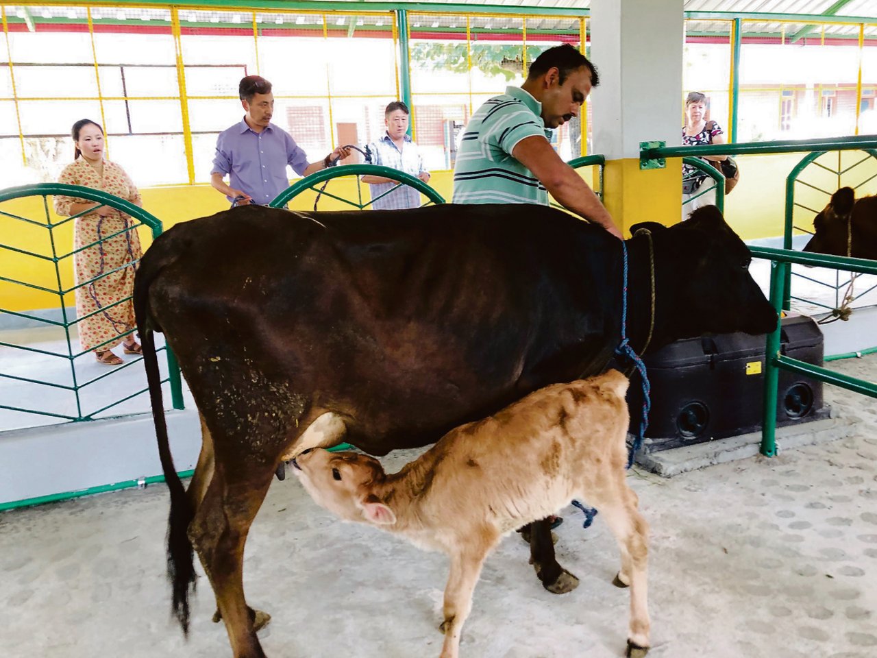 In Indien kostet eine Kuh mit Kalb zwischen 500 und 600 Franken.