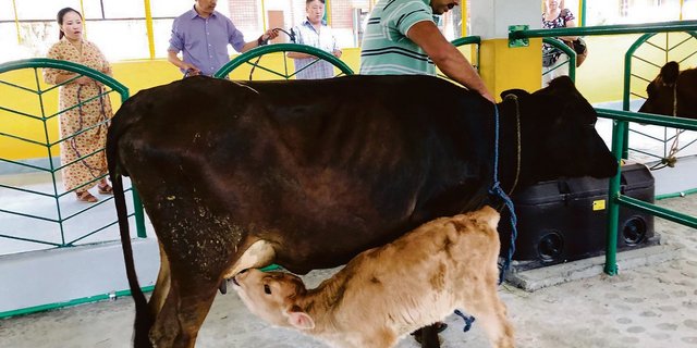 In Indien kostet eine Kuh mit Kalb zwischen 500 und 600 Franken.