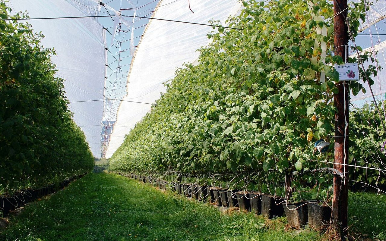 Blick auf die Beerenanlage, wo die Himbeeren im Topf wachsen, damit weniger Krankheiten übertragen werden. 