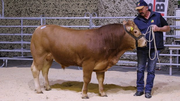 Limousine-Stier Etzel Belzstadel erzielt mit 7‘800 Franken einen Spitzenpreis. 