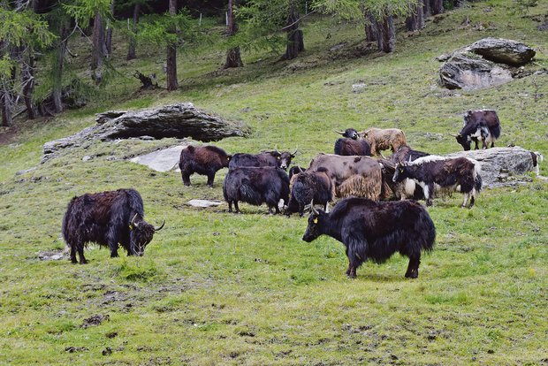 Seit acht Jahren gehören die Yaks zum Betrieb der Familie Heinz. Die Herde ist mittlerweile auf 27 Tiere angewachsen. Sie werden in zwei Gruppen gehalten. (Bilder Stefanie Giger)