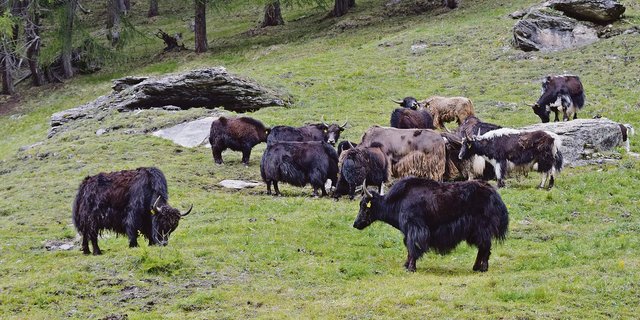 Seit acht Jahren gehören die Yaks zum Betrieb der Familie Heinz. Die Herde ist mittlerweile auf 27 Tiere angewachsen. Sie werden in zwei Gruppen gehalten. (Bilder Stefanie Giger)