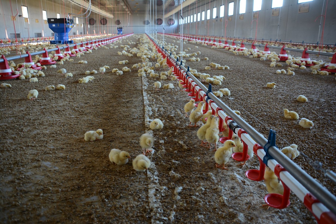 In die neue, 900 m2 grosse Mastpoulethalle wurden Mitte Dezember erstmals 16'500 Küken eingestallt. (Bilder Josef Scherer)