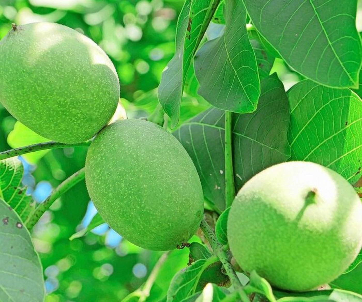 Baumnüsse am Baum, Mitte September, noch umhüllt von der grünen Schale.Die Nüsse sind reif, wenn sich diese Schale öffnet.