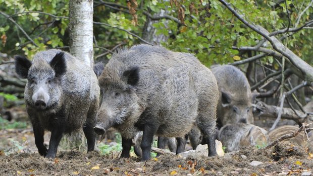 Wildschweine sind ein super Reservoir für das ASP-Virus. (Bild Karin Jähne)