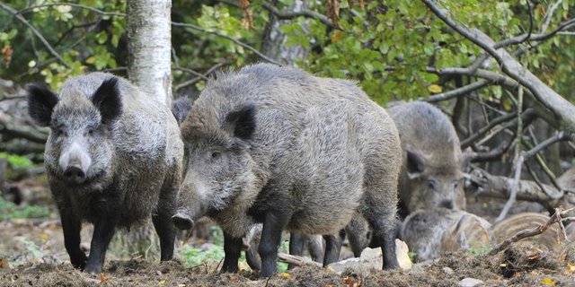 Wildschweine sind ein super Reservoir für das ASP-Virus. (Bild Karin Jähne)