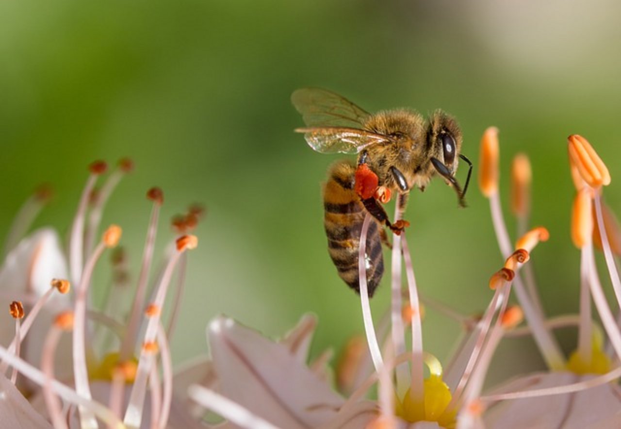 Das Insektensterben ist einer der Gründe, weshalb verschiedene Umweltverbände nun in die Offensive gehen. (Bild Pixabay)