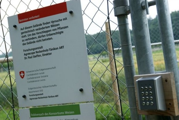 In der Schweiz dürfen gentechnisch veränderte Pflanzen nur zu Versuchszwecken angebaut werden. (Bild lid)