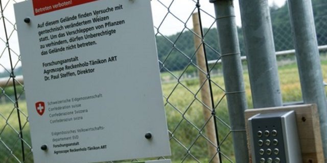 In der Schweiz dürfen gentechnisch veränderte Pflanzen nur zu Versuchszwecken angebaut werden. (Bild lid)