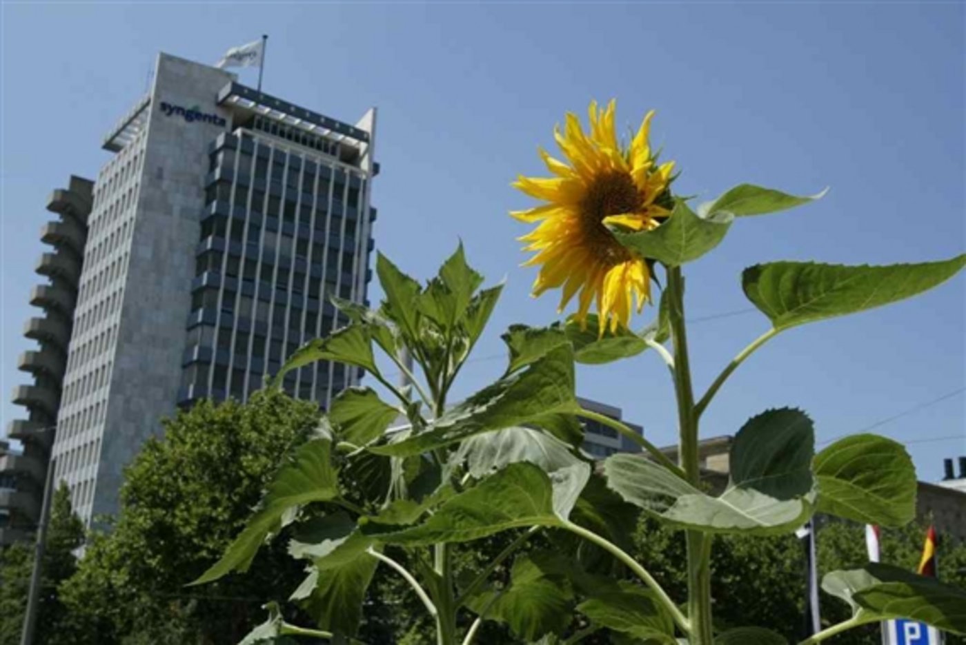 Der Syngenta-Hauptsitz in Basel. (Bild: zVg)