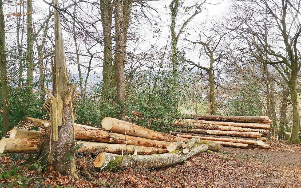 Ein Teil des Käferholzes wird zum Beheizen des Kessis in der Hofchäsi Schmid benutzt.