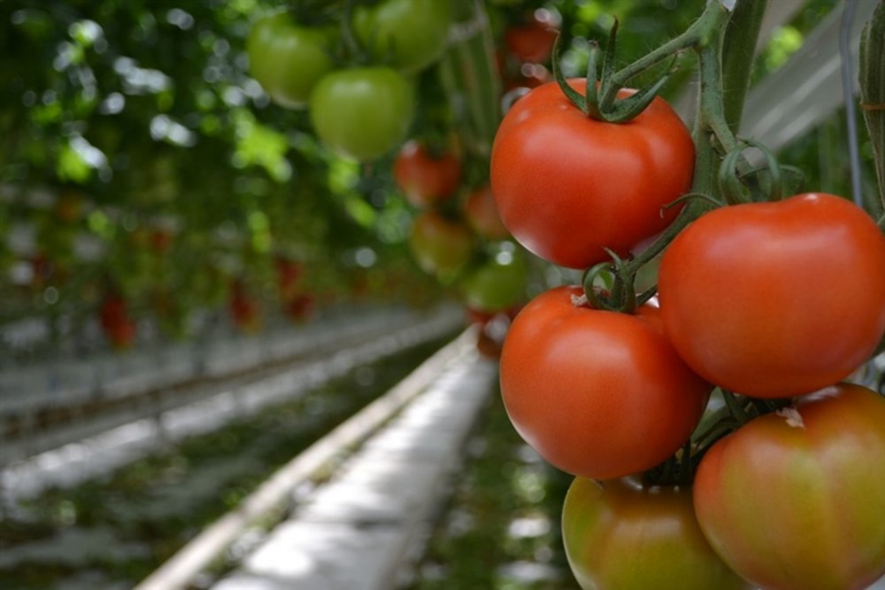 Die Tomate gehört laut den Forschern zu den Pflanzen, die ihr eigenes Antistress-Molekül herstellen kann. (Bild jw)