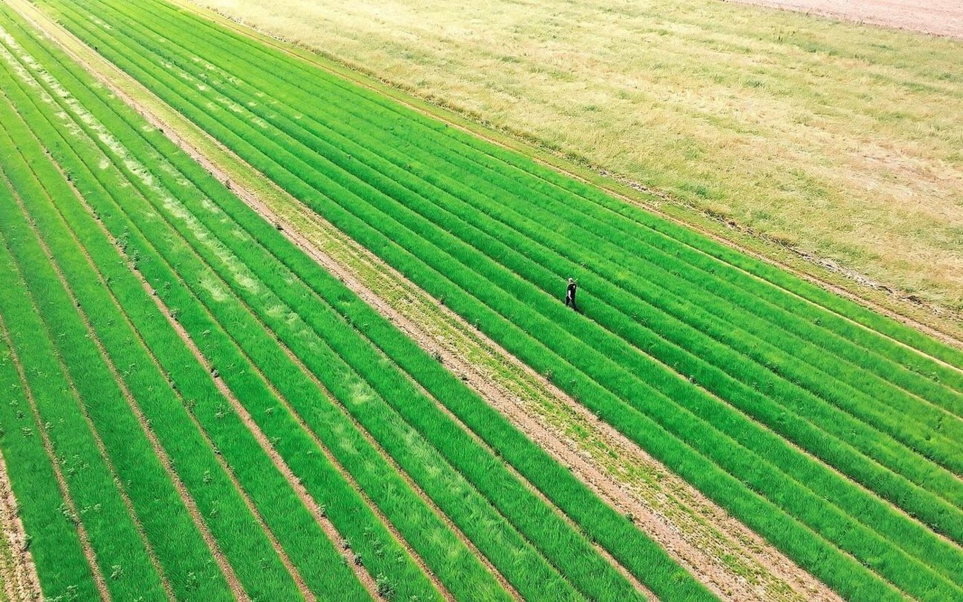 Dicht an dicht wachsen die Steckzwiebeln, wie ein Rasen. Dazwischen liegen begrünte Fahrgassen für die Feldspritze.