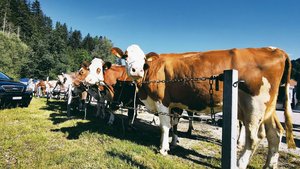 Die Kühe erfreuten sich an den öffentlichen Märkten einer regen Nachfrage und guten Überzahlungen. So mussten im vergangenen Jahr kaum Tiere übernommen werden.