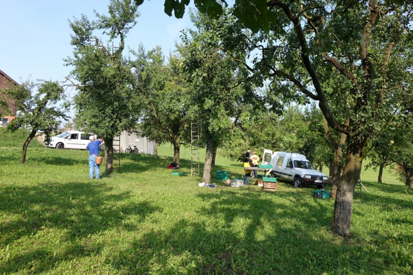 Die Ernte der Hauszwetschge. (Bild zVg)