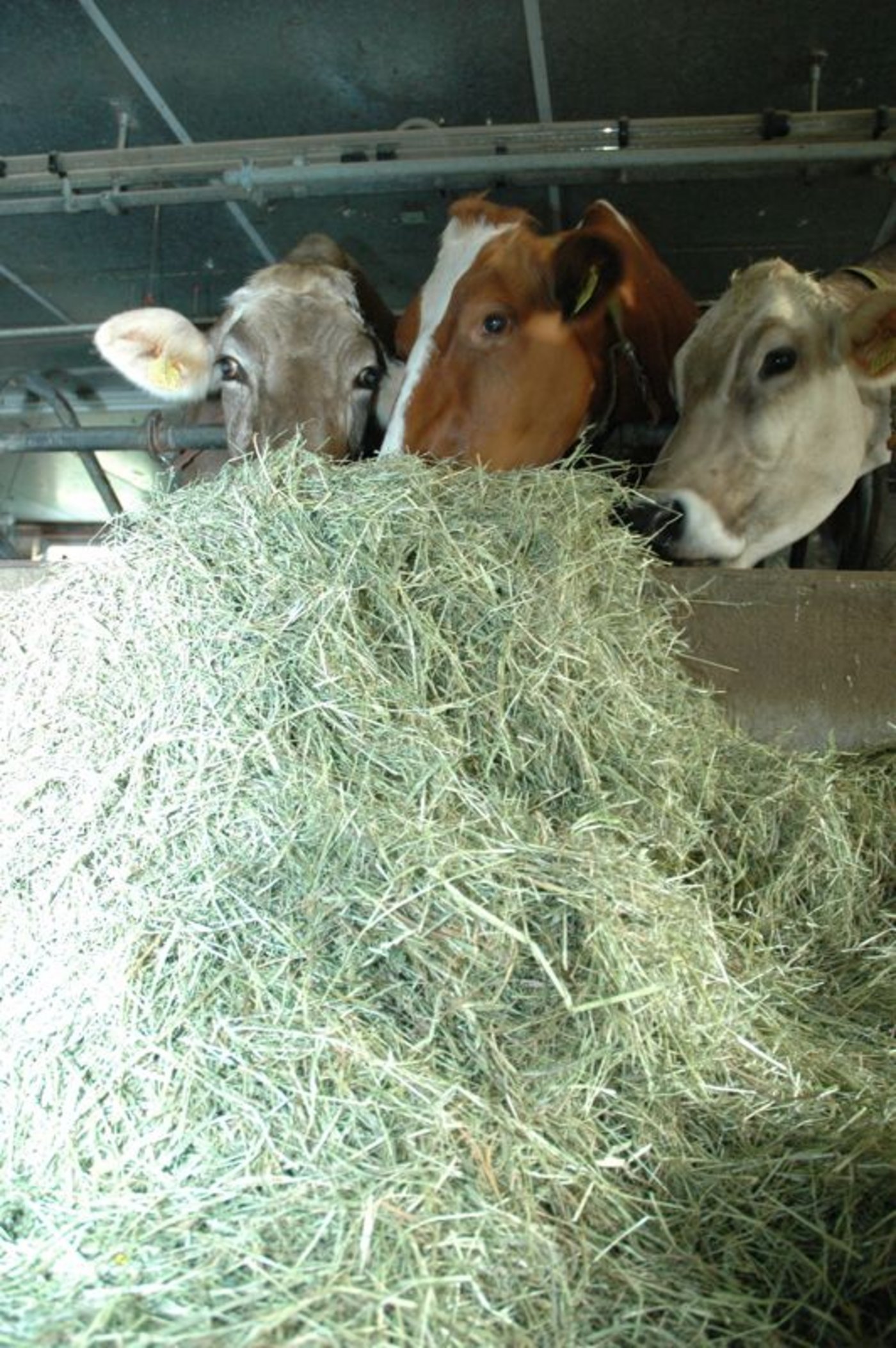 Wie viel Milch es gibt und wie lange der Stock reicht hängt dieses Jahr stark vom Betriebsstandort ab. (Bild Armin Emmenegger) 