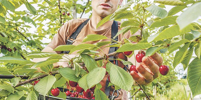 Auch ein Erntehelfer beim Kirschenpflücken fällt unter die Kategorie der meldepflichtigen Berufe. (Bild Fotolia)