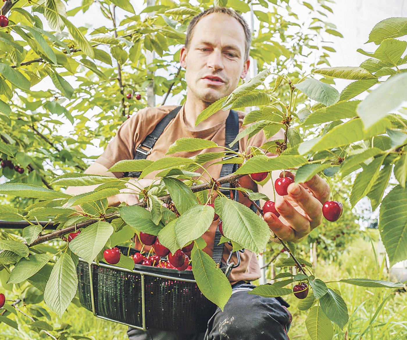 Auch ein Erntehelfer beim Kirschenpflücken fällt unter die Kategorie der meldepflichtigen Berufe. (Bild Fotolia)
