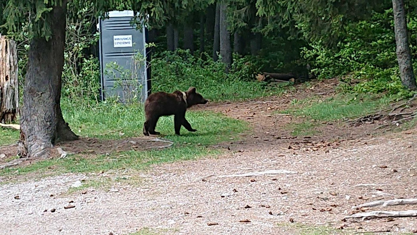 Und das dazugehörige Tier.