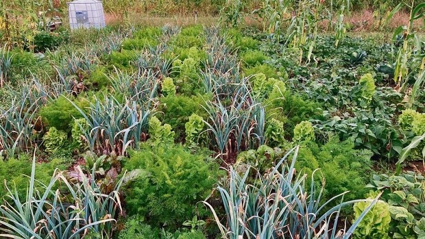 Beim System «Pixel-F Beim System «Pixel-Farming» werden verschiedenen Gemüsesorten pixelartig und zeitlich versetzt angepflanzt. Jedes Gemüse besetzt eine eigene Nische.