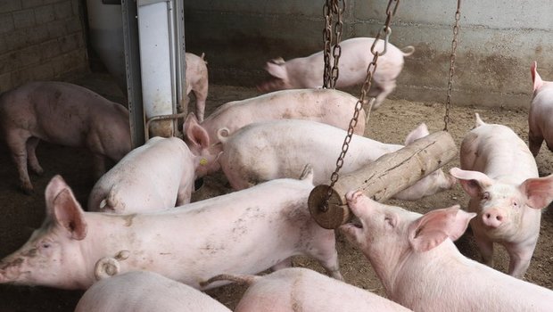 Von den rund 6000 Schweinebetrieben in der Schweiz ist rund ein Fünftel direkt von den neuen Vorschriften betroffen, vor allem im Mastbereich. (Bild Ruth Aerni)