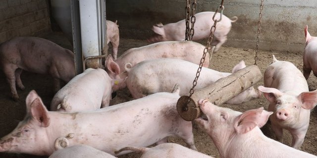Von den rund 6000 Schweinebetrieben in der Schweiz ist rund ein Fünftel direkt von den neuen Vorschriften betroffen, vor allem im Mastbereich. (Bild Ruth Aerni)