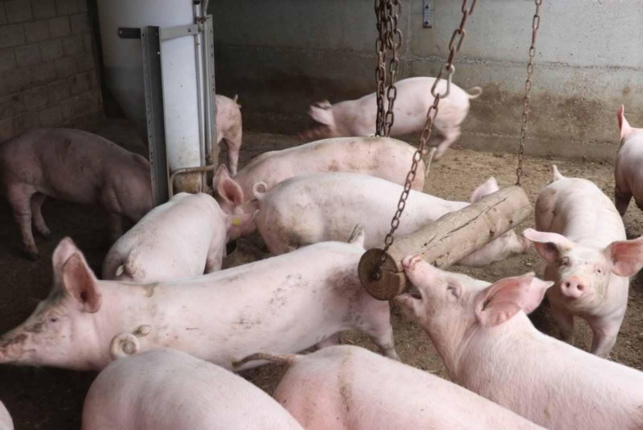 Von den rund 6000 Schweinebetrieben in der Schweiz ist rund ein Fünftel direkt von den neuen Vorschriften betroffen, vor allem im Mastbereich. (Bild Ruth Aerni)