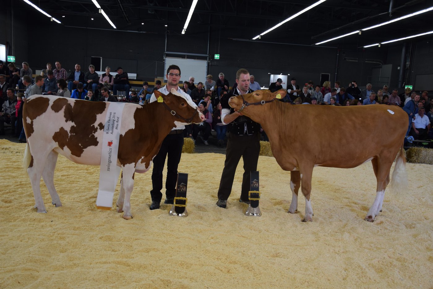 Rindermiss wurde die sehr schöne Gismon Karibik (links) von Beat Lisser, Ramiswil SO. Den Reserve-Titel holte For Ever Simona von Thomas Schenk, Eggiwil BE.