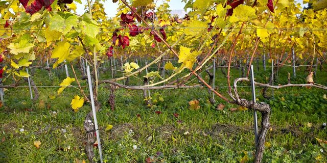 Die Goldgelbe Vergilbung wird durch eine Zikade oder durch Veredelung übertragen. (Bild Agroscope)
