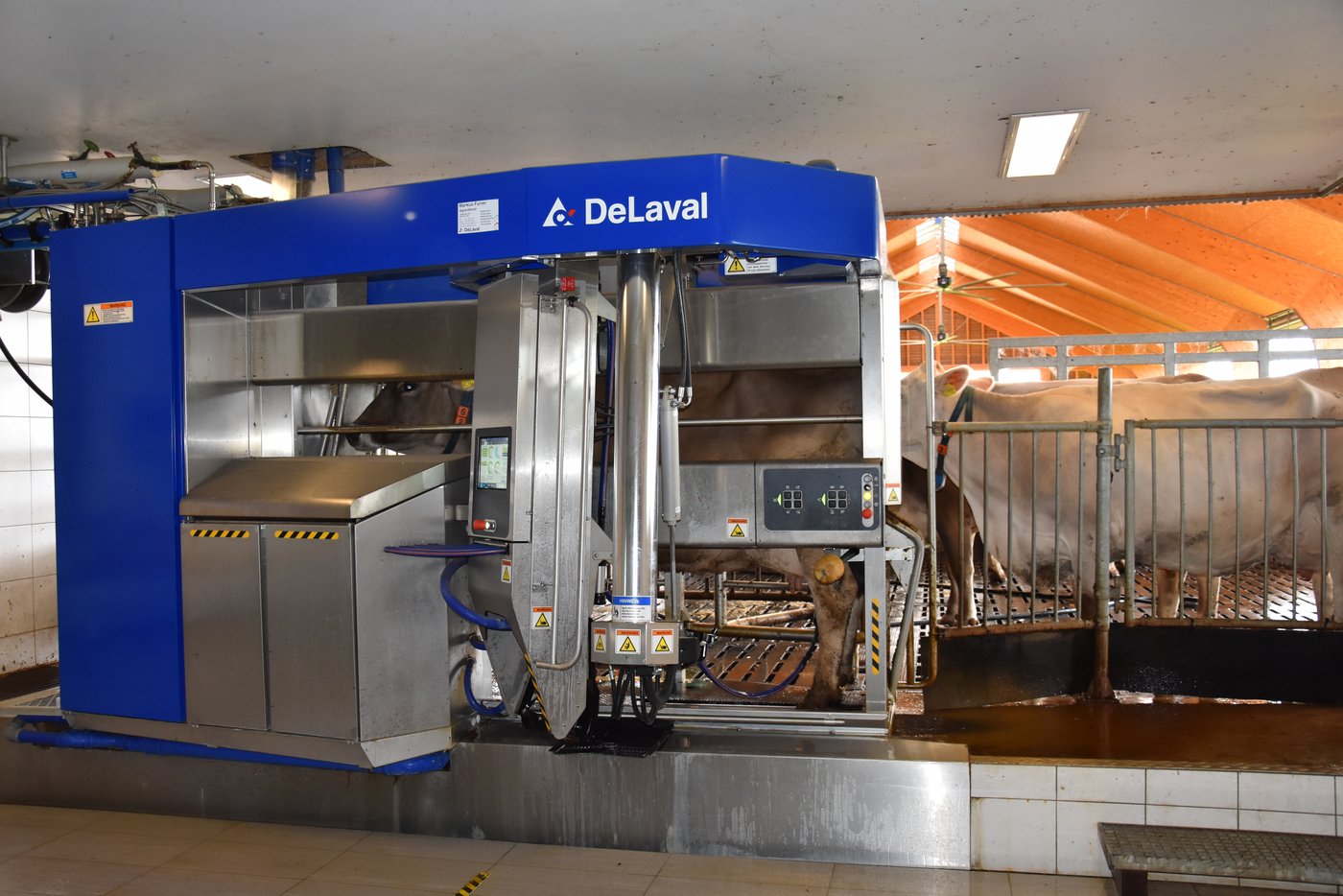 Die Kühe werden von einem neuen DeLaval-Melkroboter mit integrierter Progesteronmessung gemolken.