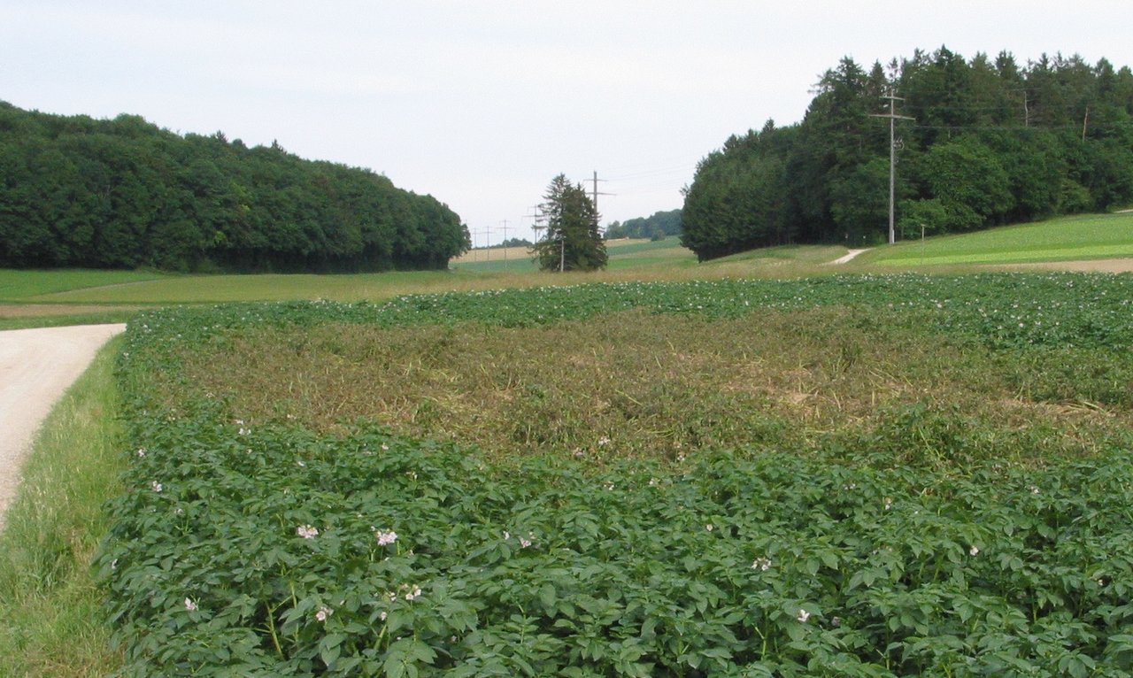 Ein sich ausbreitender Krautfäule-Befall in einem Kartoffelbestand (bräunliches Areal). (Bild H.R. Forrer, Agroscope)