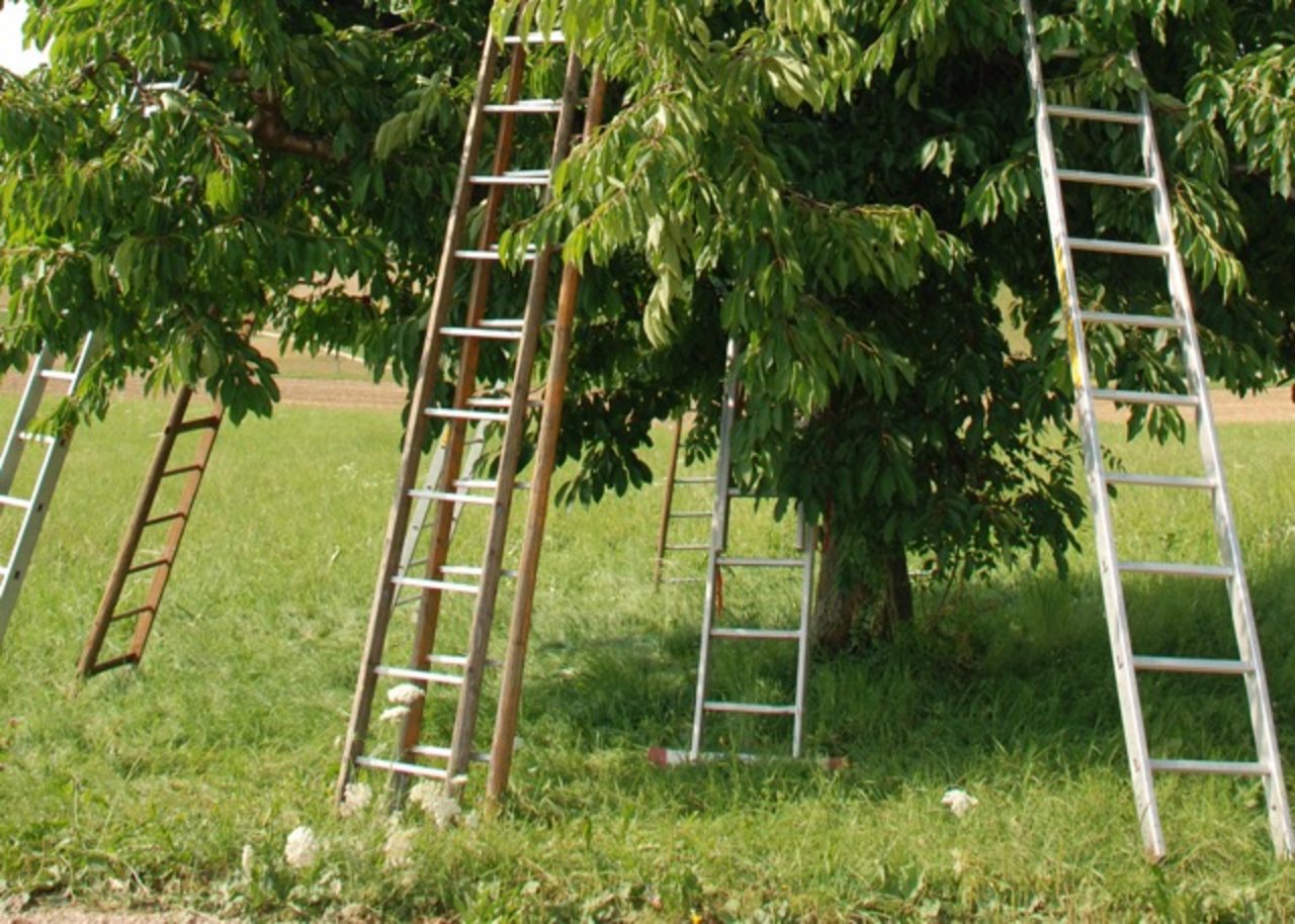 Gut gewartete Baumleitern verhindern Unfälle. (Bild zVg)