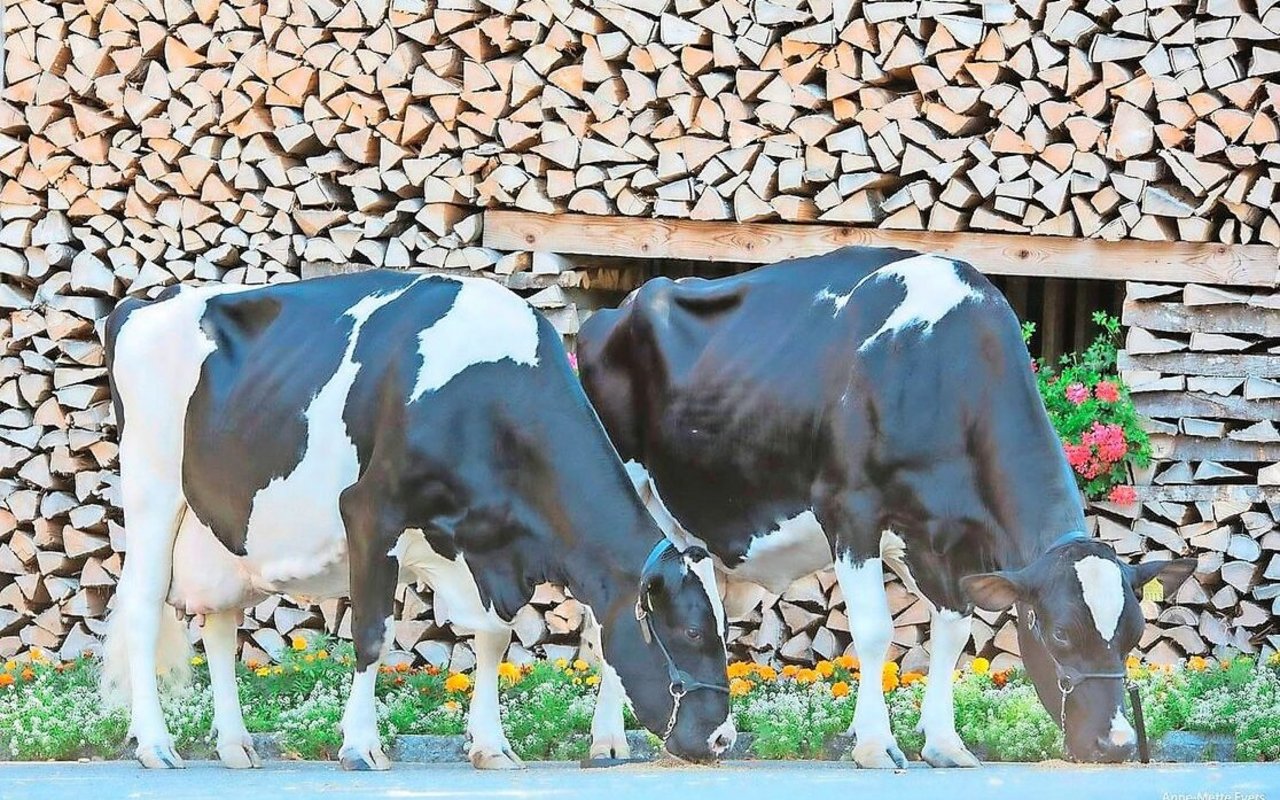 Tochter und Mutter mit je 100 000 kg Milch: Stadel Welle (l.) und Redmaker Tigresse. 