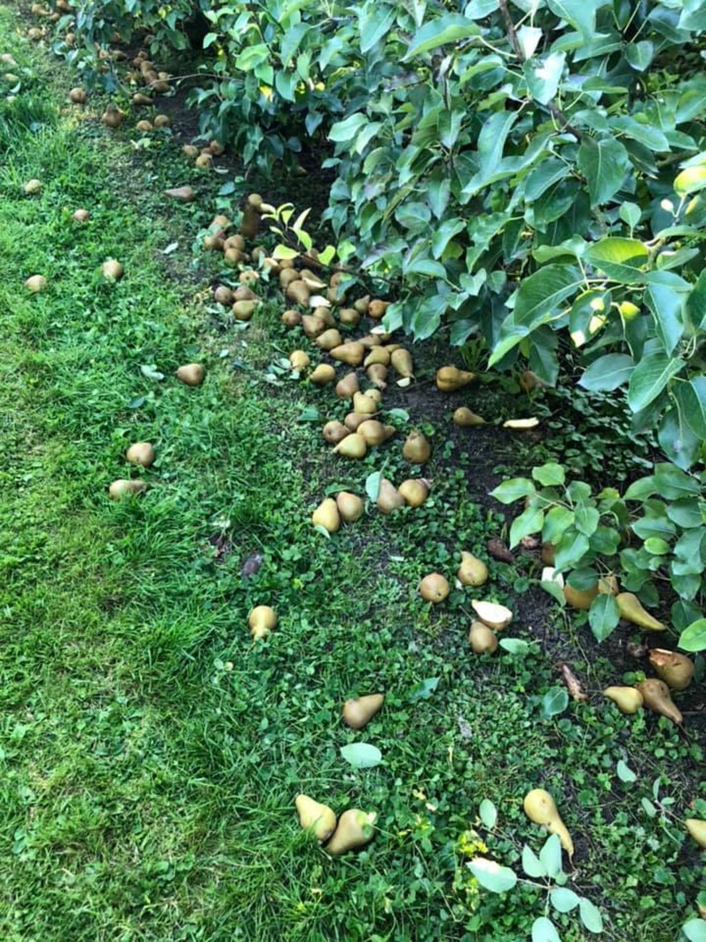 8 Tonnen für die Katz - Naschkatzen dürfen am kommenden Samstag, bei Bauer Strupler zugreifen.