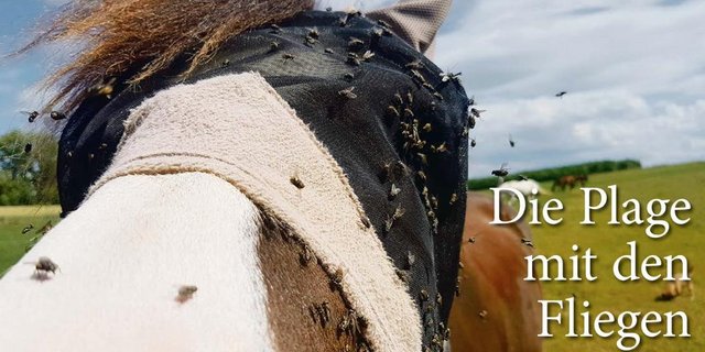 Augenmasken gehören heute mittlerweile zur normalen Ausrüstung der Pferde. Das obwohl die Insektenpopulation europaweit massiv rückläufig ist. (Bild dj)