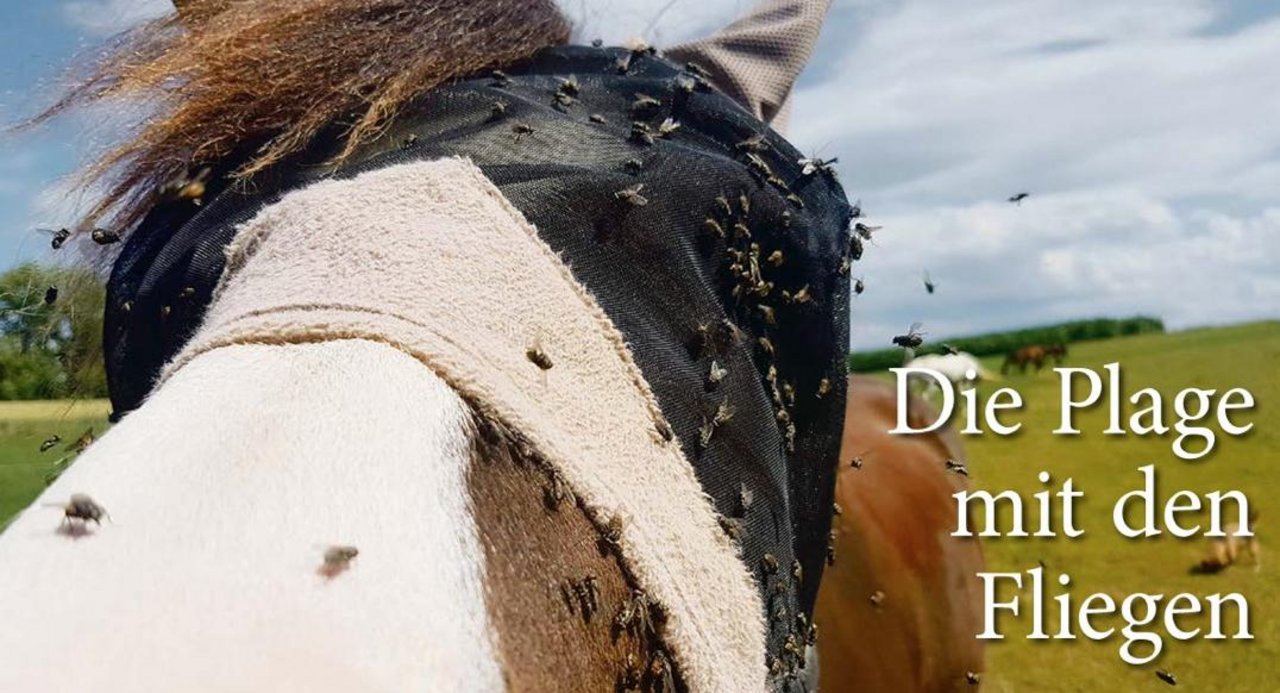 Augenmasken gehören heute mittlerweile zur normalen Ausrüstung der Pferde. Das obwohl die Insektenpopulation europaweit massiv rückläufig ist. (Bild dj)
