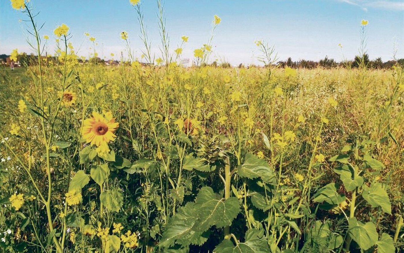 Bei früh gesäter Gründüngung z. B. mit Sonnenblumen kann der Durchwuchs zum Problem werden. 