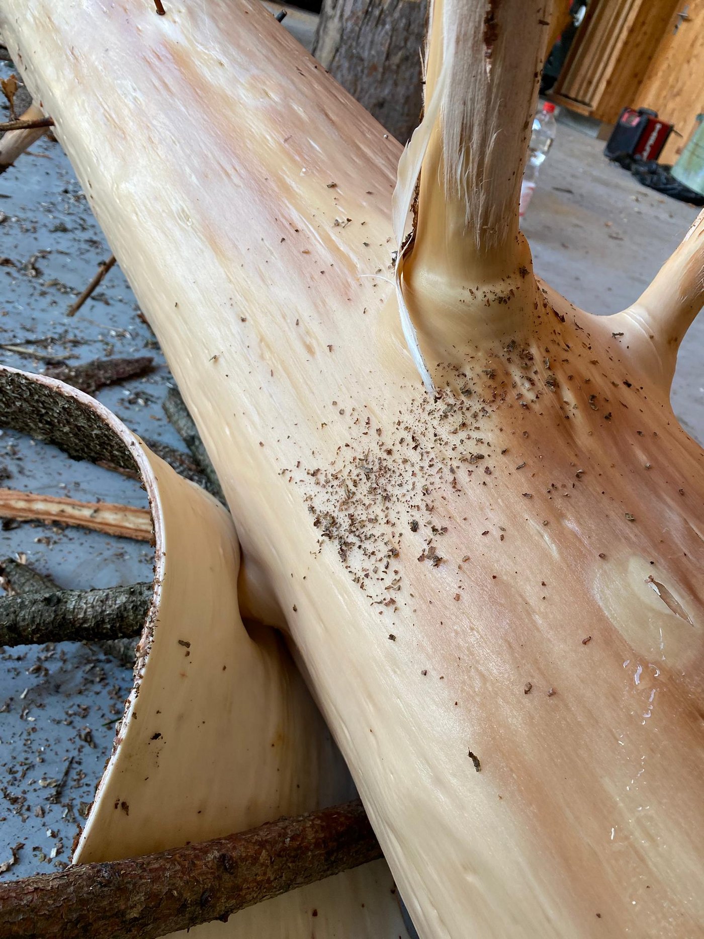 Das RegioHerz-Team hat selbst Hand angelegt und für die Regale selber Weisstannen entrindet und gereinigt. (Bild RegioHerz)