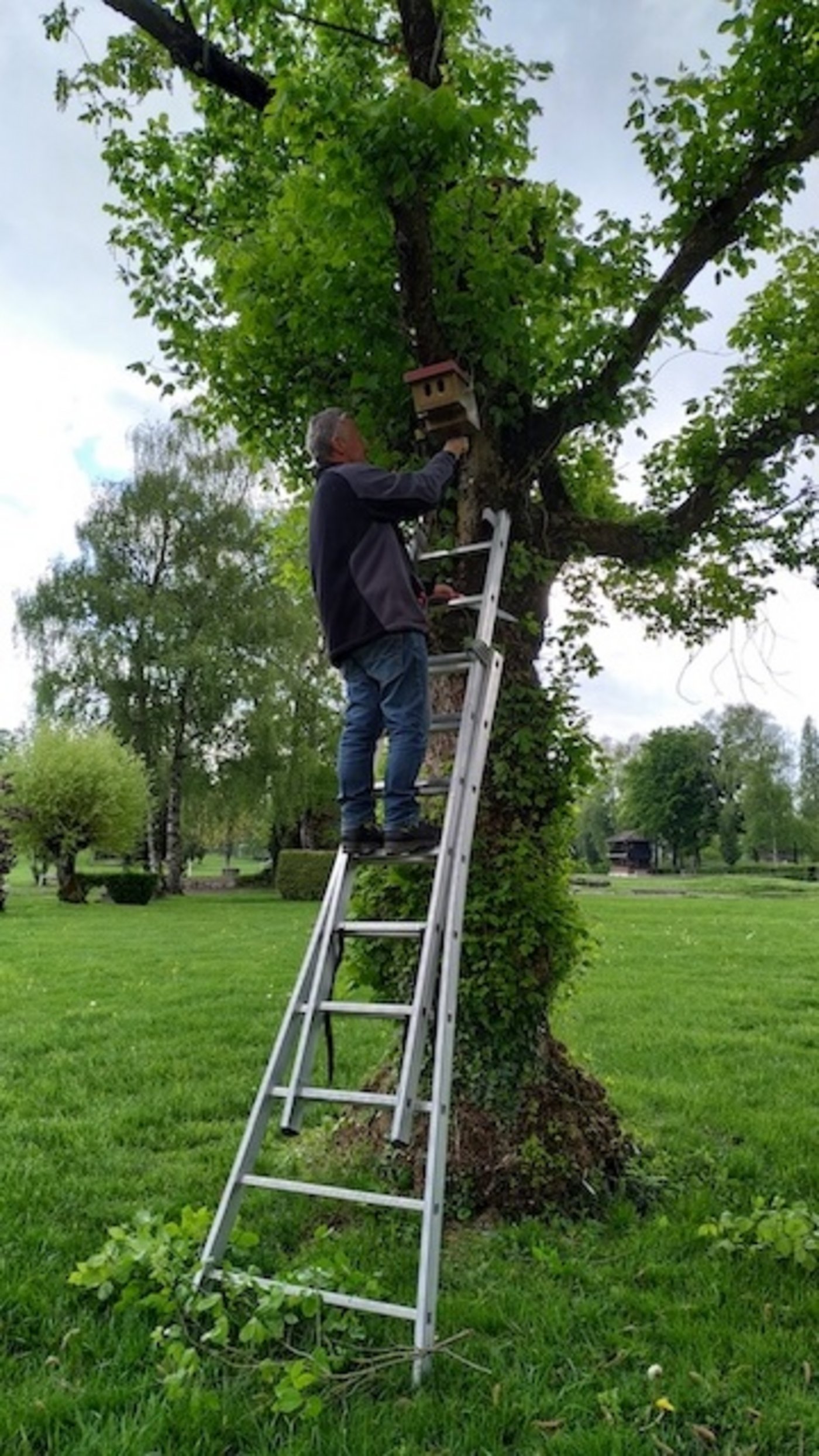 Installation von Nistkästen für den Gartenrotschwanz im Springgarten. (Bild zVg)