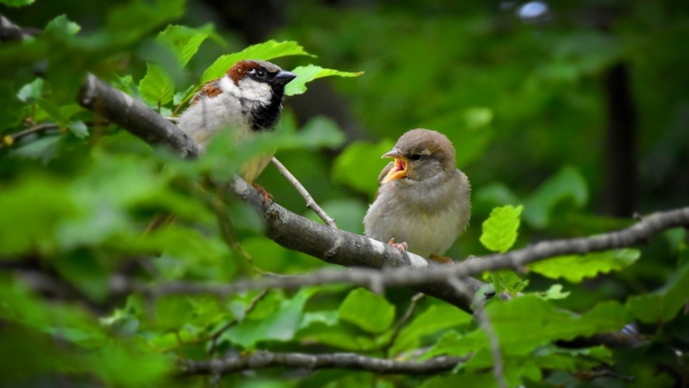 Der Haussperling (Spatz) wurde bei der diesjährigen «Stunde der Gartenvögel» am häufigsten gesehen. (Bild Philipp Rassel/Pixabay)