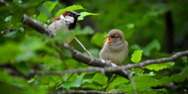 Der Haussperling (Spatz) wurde bei der diesjährigen «Stunde der Gartenvögel» am häufigsten gesehen. (Bild Philipp Rassel/Pixabay)