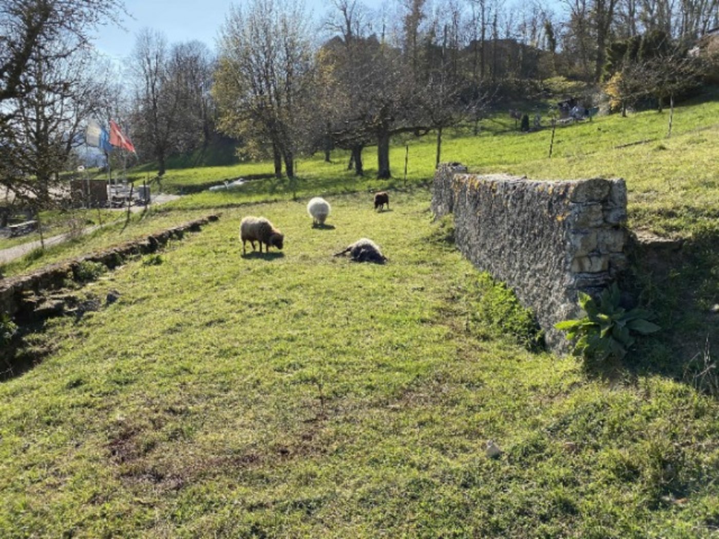 Die Schafweide war eingezäunt und befindet sich laut Kapo AG zwischen der Schulstrasse und der Schlossgasse in Habsburg.