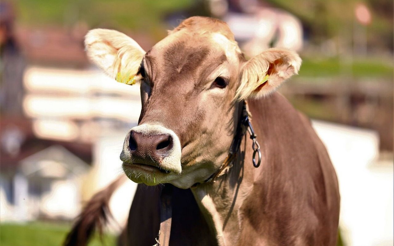 Blick nach vorne: Die Züchtergruppe St. Gallen möchte mit ihren Vorschlägen eine Grundsatzdiskussion zur zukünftigen Entwicklung der Brown-Swiss-Rasse anstossen.