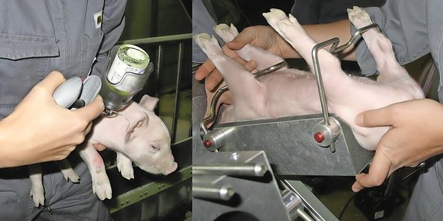 Für die chirurgische Ferkelkastration ist ein Sachkundenachweis (SKN-Teile «Theorie» und «praktisch») zwingend – unabhängig von der Narkoseart.