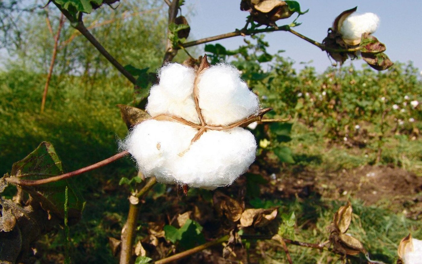 Wie Wattebäusche: die Fasern der Baumwollpflanze.  