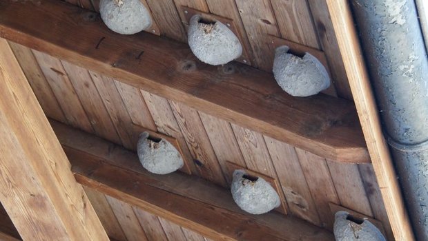 Schwalbennester findet man auf vielen Betrieben. Diese bieten den Vögeln zwar Unterschlupf, durch den Klimawandel kann ihren Küken aber die Nahrung fehlen. (Bild lid)