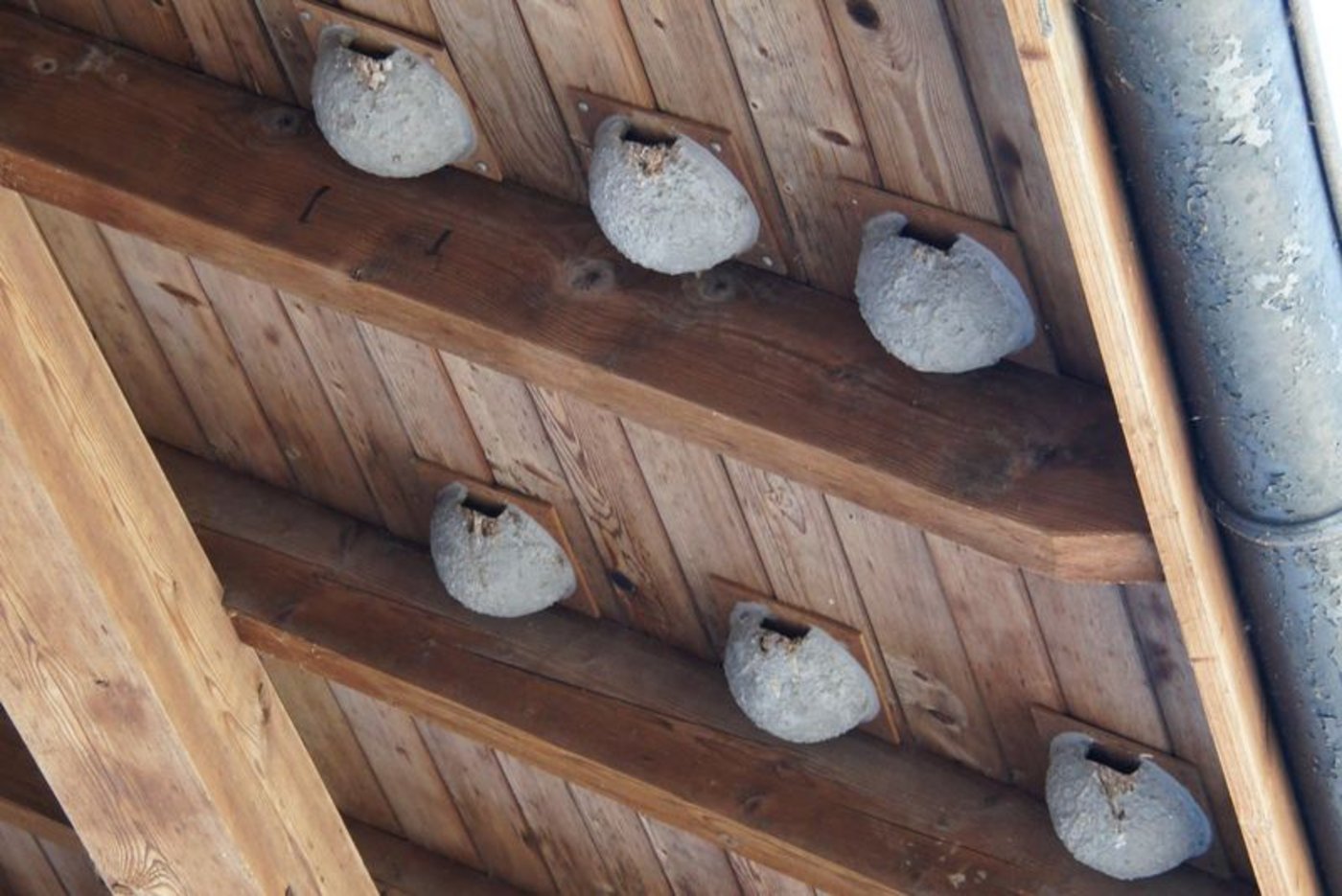 Schwalbennester findet man auf vielen Betrieben. Diese bieten den Vögeln zwar Unterschlupf, durch den Klimawandel kann ihren Küken aber die Nahrung fehlen. (Bild lid)