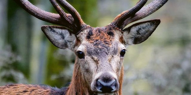 Das Rotwild ist in der Schweiz zahlreich geworden – und das hinterlässt Spuren im Wald.